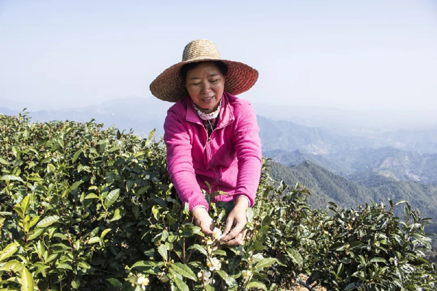 【初心鑄匠心】祝雪蘭：秉承六堡茶人的初心與堅(jiān)守帶領(lǐng)村民走上致富路