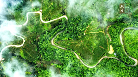 品牌強茶驅(qū)動特色產(chǎn)業(yè)提質(zhì)增效丨梧州市加快推動茶產(chǎn)業(yè)高質(zhì)量發(fā)展