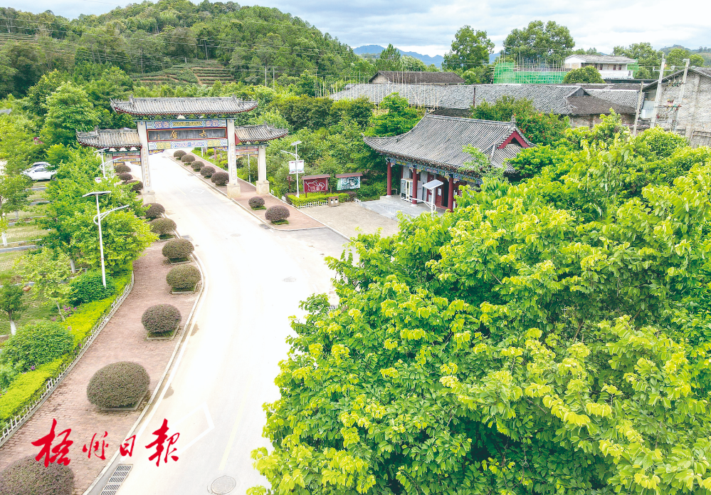 梧州全市生態(tài)茶園面積達(dá)33.34萬(wàn)畝！