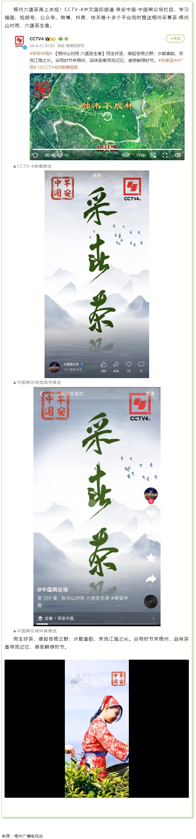 央視、學(xué)習(xí)強(qiáng)國(guó)等十多個(gè)平臺(tái)同時(shí)推送梧州采春茶·梧州六堡茶.png