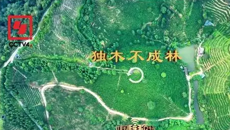 央視、學(xué)習(xí)強(qiáng)國(guó)等十多個(gè)平臺(tái)同時(shí)推送梧州采春茶．梧州六堡茶