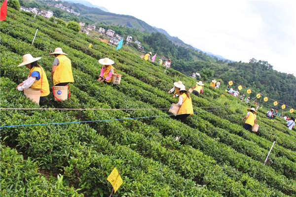 首屆梧州市六堡茶行業(yè)農(nóng)民工技能競(jìng)賽采茶環(huán)節(jié)現(xiàn)場(chǎng)選手們有序地進(jìn)行采茶比賽.jpg